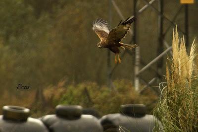 CON CÉSAR POR CARASA