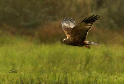 CON CÉSAR POR CARASA