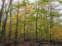 Bosque de la Fageda d'en Jordà Espectacular y sorprendentes la Fageda d'en Jordà en la Garrotxa