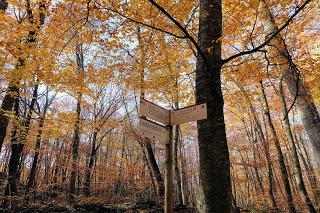 La Fageda d'en Jordà Descubre uno de los hayedos más increibles de catalunya.