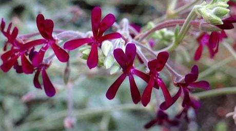 ¿Qué es y para qué sirve el Pelargonium Sidoides? Pelargonium Sidoides propiedades