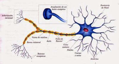 neurona