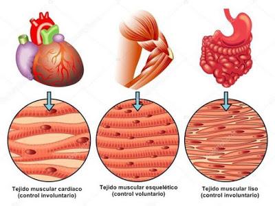 tejido muscular