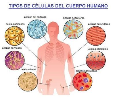 Tipos de Celulas