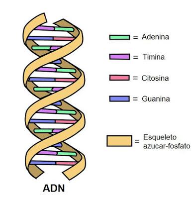 ADN