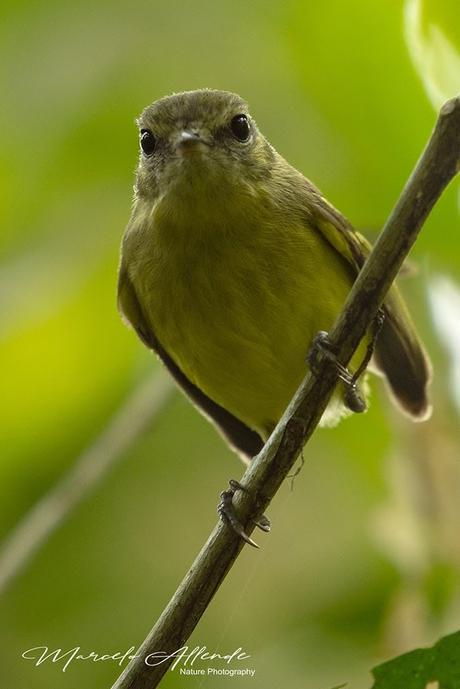 Mosqueta común (Mottled-cheeked Tyrannulet) Phylloscartes ventralis