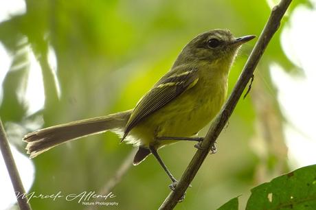Mosqueta común (Mottled-cheeked Tyrannulet) Phylloscartes ventralis Mosqueta común (Mottled-cheeked Tyrannulet) Phylloscartes ventralis