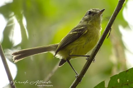 Mosqueta común (Mottled-cheeked Tyrannulet) Phylloscartes ventralis Mosqueta común (Mottled-cheeked Tyrannulet) Phylloscartes ventralis