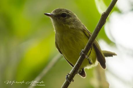 Mosqueta común (Mottled-cheeked Tyrannulet) Phylloscartes ventralis Mosqueta común (Mottled-cheeked Tyrannulet) Phylloscartes ventralis