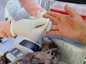 Registra issemym consultas clínicas especializadas para diabetes