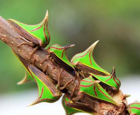 15 fotos asombrosas de los animales más raros del mundo-NATION