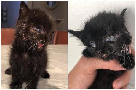 Increíble nace gatita con dos caras