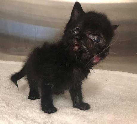 Increíble nace gatita con dos caras