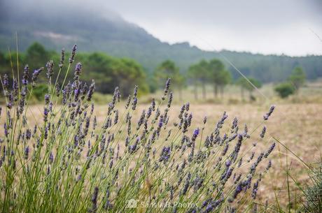 Perfumando el camino