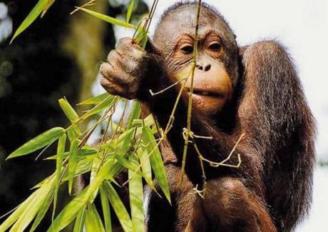 Orangután de Borneo en peligro de extinción por el aceite de palma aceite de palma orangutanes