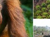 Orangután Borneo peligro extinción aceite palma