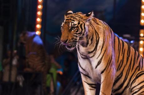 Francia: París pondrá fin a los circos con animales para 2022