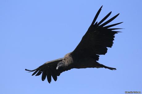 Cóndor andino (Vultur gryphus)