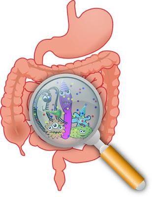 Nutrición: Microbiota intestinal Imagen que recoge el dibujo de un aparato intestinal y, en efecto de lupa, bacterias de la microbiota intestinal