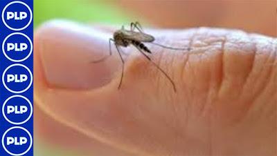 Alerta: MAL DEL DENGUE YA ESTÁ EN LA LIMA PROVINCIAS...