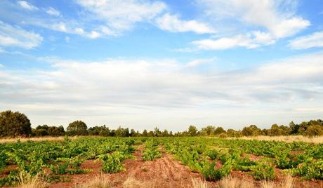 Las Quintas Cepas Viejas 2017