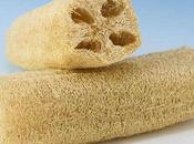 Luffa, planta esponja vegetal estropajo natural