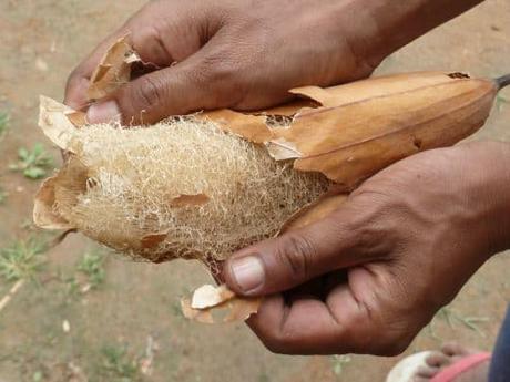 luffa esponja vegetal