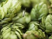 Lúpulo: propiedades medicinales, cultivo contraindicaciones ingrediente estrella cerveza