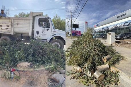 Ecología tala árboles para dar vista a la Suzuki de Chapultepec