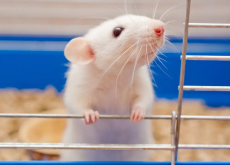 Estados Unidos prodría prohibir finalmente la experimentación cosmética en animales a nivel nacional