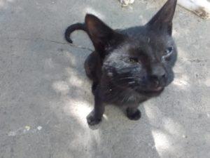 Decir adiós a una mascota