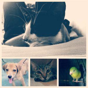 Decir adiós a una mascota