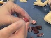 escuela EE.UU. primera mundo utilizar ranas sintéticas para disección