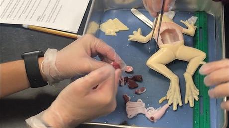 Una escuela de EE.UU. es la primera en el mundo en utilizar ranas sintéticas para disección