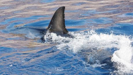 ¡Día histórico en EE.UU.!: El gobierno aprueba la eliminación a la venta de aletas de tiburón