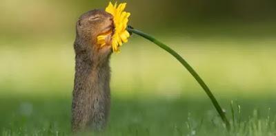 El chapucero golpe de Estado boliviano, con la Biblia y la espada. (Notas para entender la crisis política y social del país) El chapucero golpe de Estado boliviano, con la Biblia y la espada. (Notas para entender la crisis política y social del país)