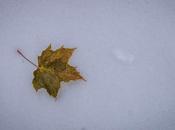 hoja nieve