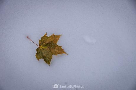La hoja en la nieve