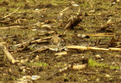 ESCRIBANOS NIVALES EN CANTABRIA