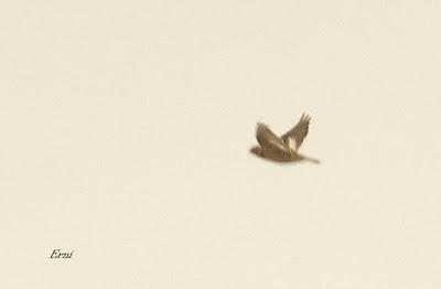 ESCRIBANOS NIVALES EN CANTABRIA