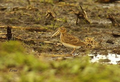 ESCRIBANOS NIVALES EN CANTABRIA