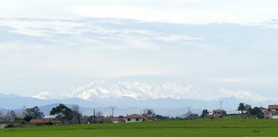ESCRIBANOS NIVALES EN CANTABRIA