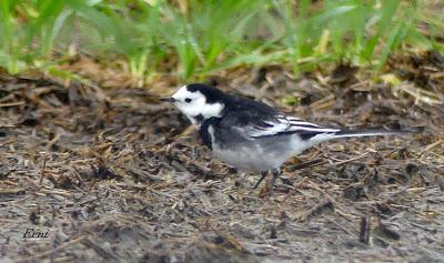 ESCRIBANOS NIVALES EN CANTABRIA