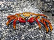 Cangrejo rocas