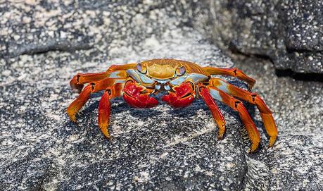 Cangrejo de las rocas