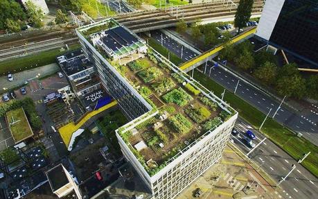 Róterdam, ejemplo de ciudad que se adapta al cambio climático con sus techos verdes
