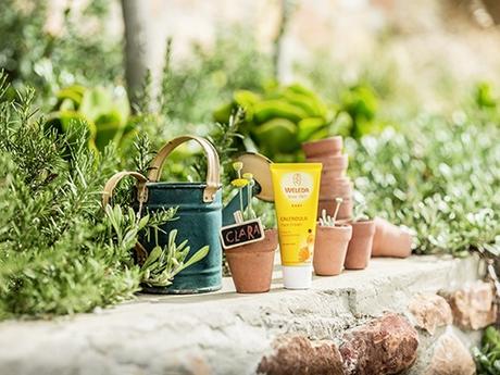 Cuidado de la piel del bebé con Caléndula crema weleda facial caléndula