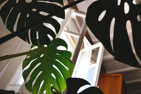 monstera_2