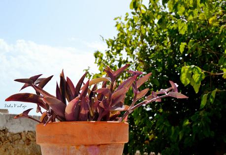 tradescantia_purpurea_1