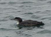 Colimbo, Gijón Luanco
